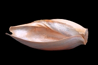 cymbium glans 5-2017 0886